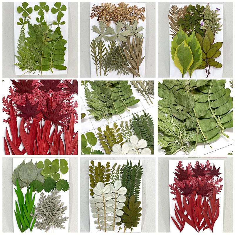15PCS Assorted Real Dried Pressed Leaves for DIY Photo Frame Jewelry Candle Resin Making