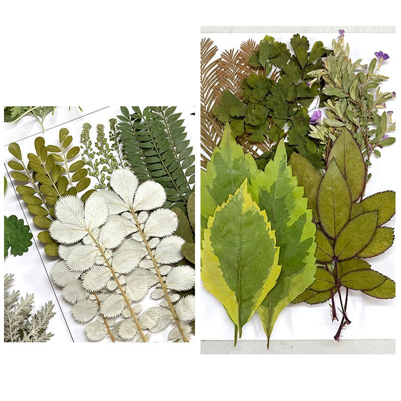 15PCS Assorted Real Dried Pressed Leaves for DIY Photo Frame Jewelry Candle Resin Making