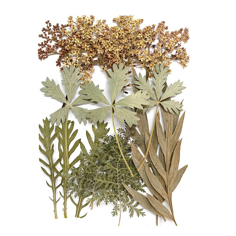 15PCS Assorted Real Dried Pressed Leaves for DIY Photo Frame Jewelry Candle Resin Making