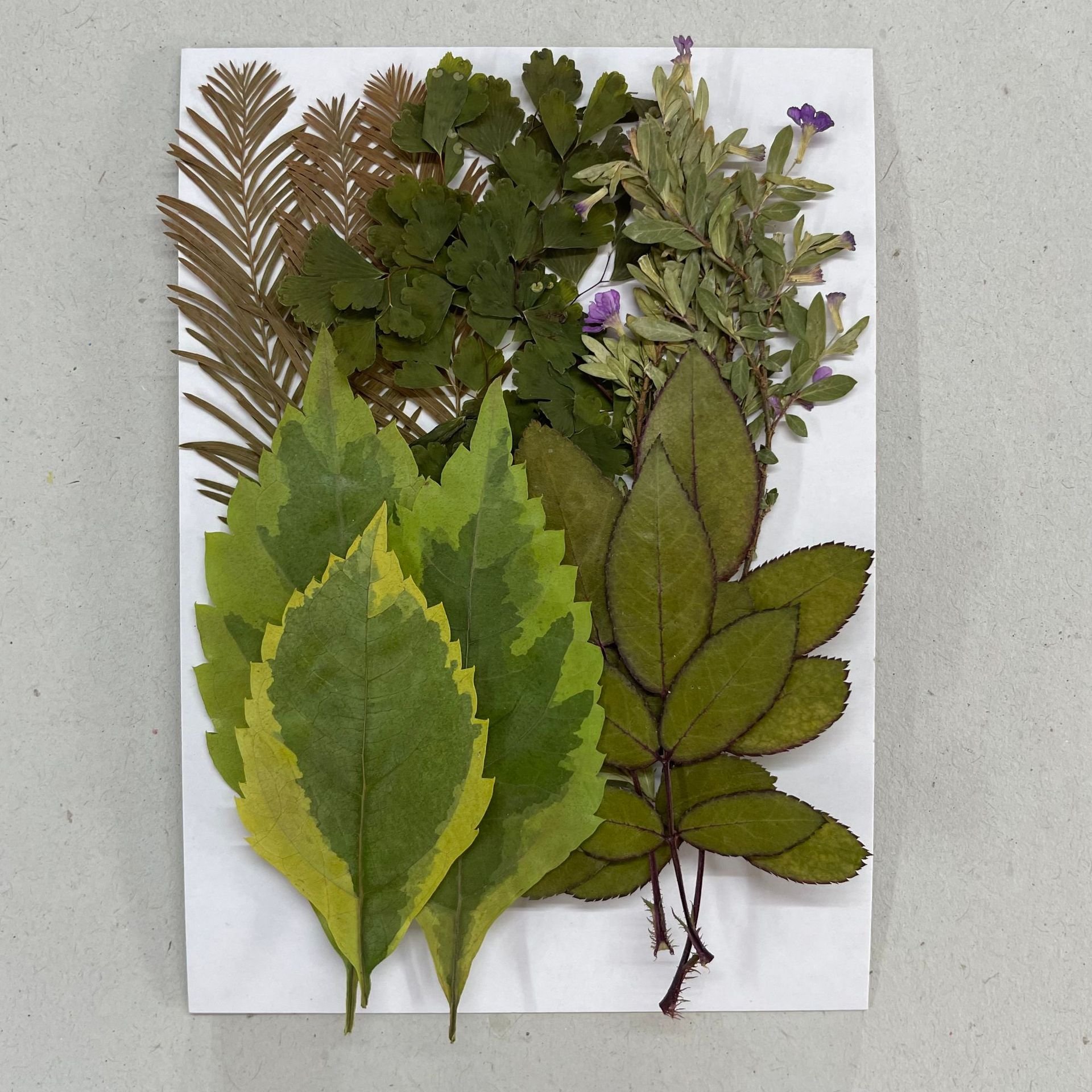 15PCS Assorted Real Dried Pressed Leaves for DIY Photo Frame Jewelry Candle Resin Making