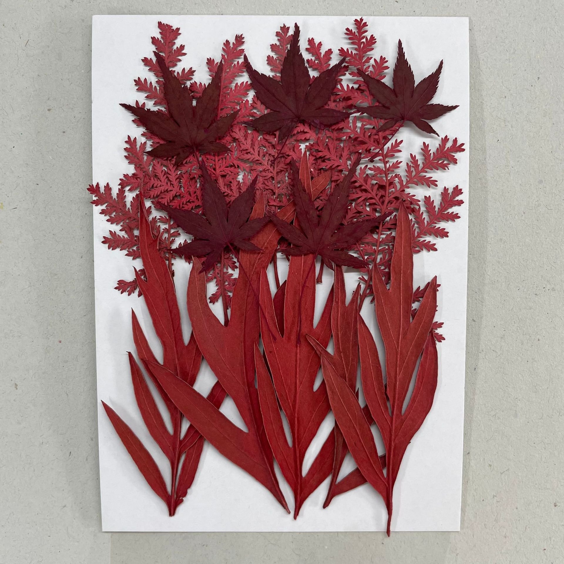 15PCS Assorted Real Dried Pressed Leaves for DIY Photo Frame Jewelry Candle Resin Making