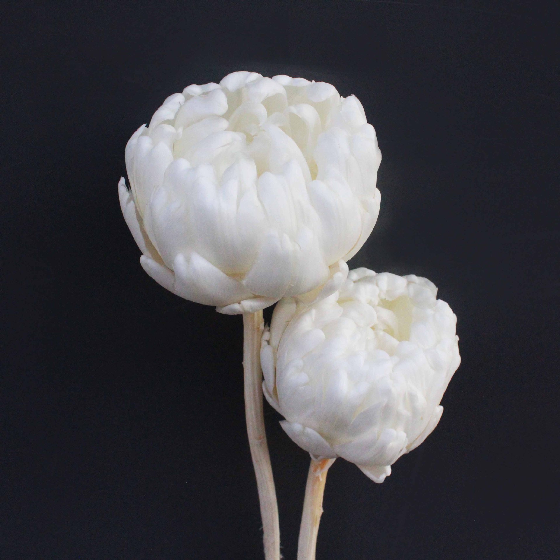 High Quality Dried Flower Cynara Scolymus Artichoke for Wedding Home Table Decor Floral Arrangement