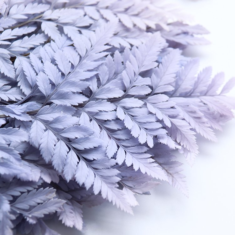 GH-016 Natural plant flowers preserved flower dried fern leaf sawtooth leaf alpine tooth leaf fern wedding decoration wholesale
