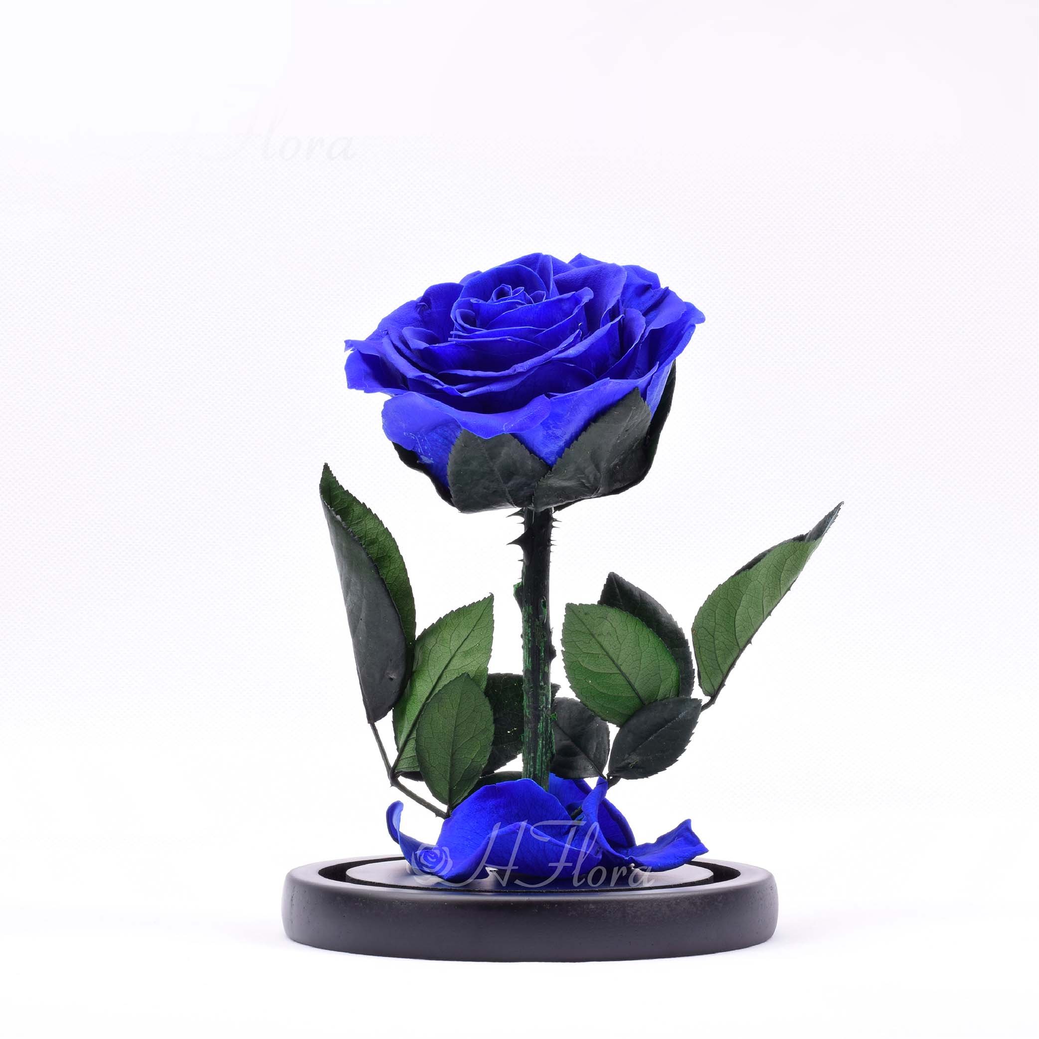 12*20cm Beauty Beast Belle LED Red Real Everlasting Decorative Flower Gift Box Forever Eternal Preserved Roses in Glass Dome