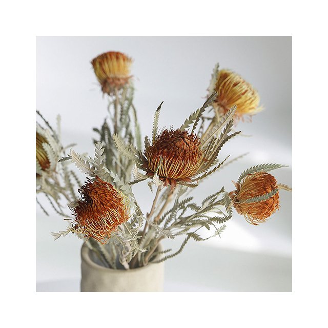Bulk Single Branch Banksia Dry Flower Australia Easter Decoration Easter Decor Flower,dried Flowers CN;ZHE Weixun H069