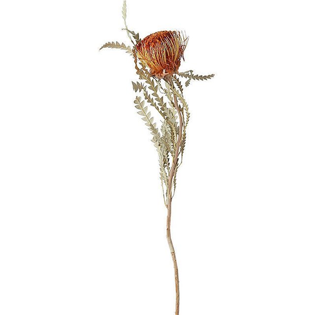 Bulk Single Branch Banksia Dry Flower Australia Easter Decoration Easter Decor Flower,dried Flowers CN;ZHE Weixun H069