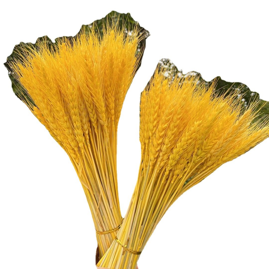 Barley wheat ears dried flower barley flower basket primary color wheat ear opening decoration shooting props barley bouquet