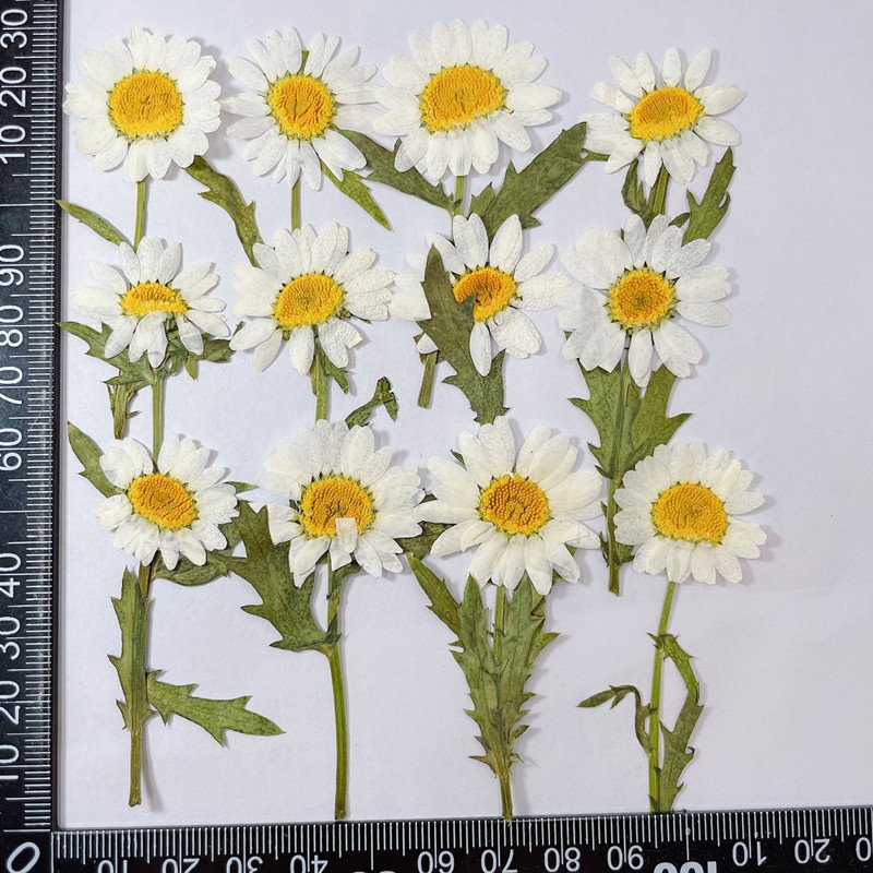 High Quality Pressed Daisy With Brunch DIY Daisy Flowers Customized Colors Available Dried Daisies