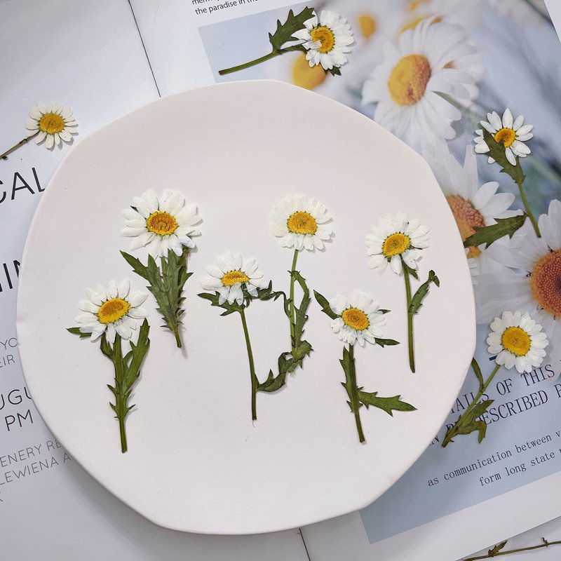 High Quality Pressed Daisy With Brunch DIY Daisy Flowers Customized Colors Available Dried Daisies
