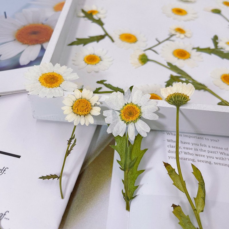 High Quality Pressed Daisy With Brunch DIY Daisy Flowers Customized Colors Available Dried Daisies
