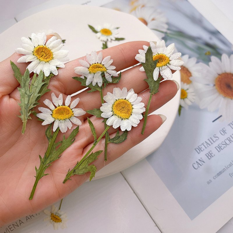 High Quality Pressed Daisy With Brunch DIY Daisy Flowers Customized Colors Available Dried Daisies