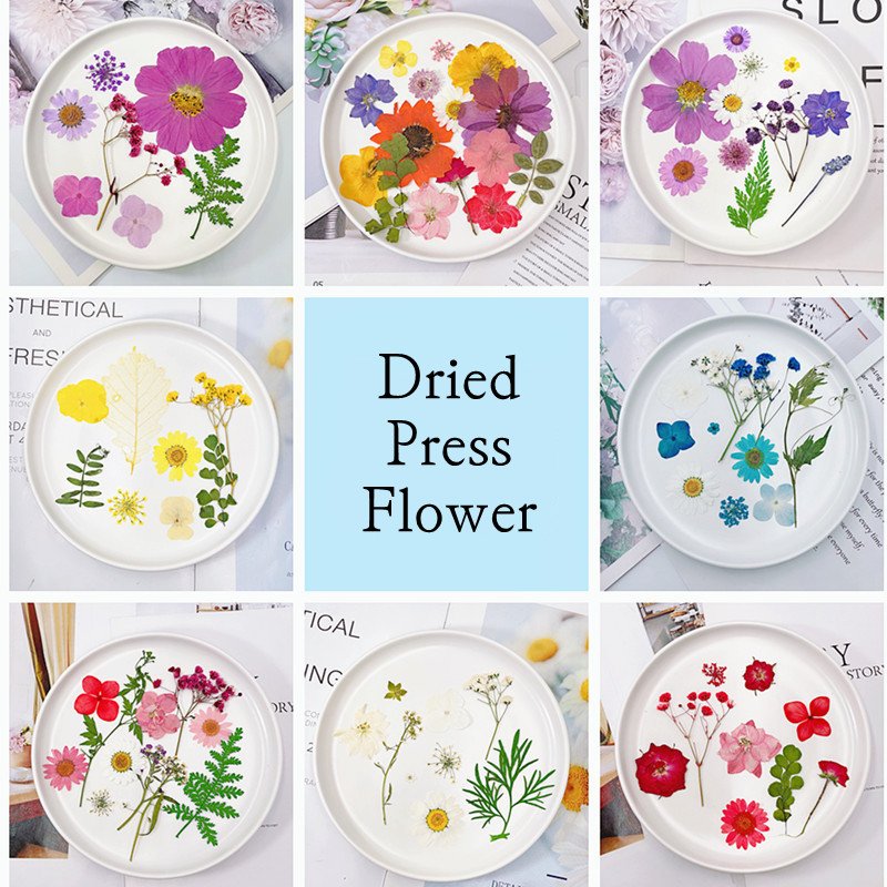 Q269 Dried Press Flower Handicraft Flower Press Bulk Mixed Pack Diy Material 15 Pieces Real Natural Dry Flower