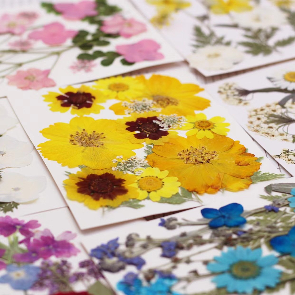Q269 Dried Press Flower Handicraft Flower Press Bulk Mixed Pack Diy Material 15 Pieces Real Natural Dry Flower