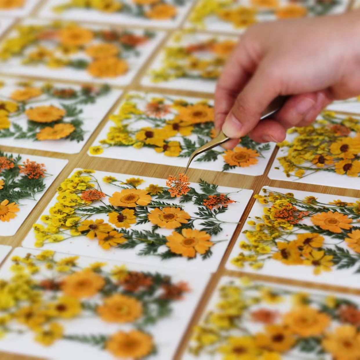 Q269 Dried Press Flower Handicraft Flower Press Bulk Mixed Pack Diy Material 15 Pieces Real Natural Dry Flower