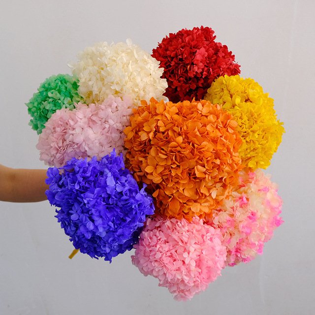 Decorative Dried Large Hydragea Real Preserved Long Stem Hydrangea