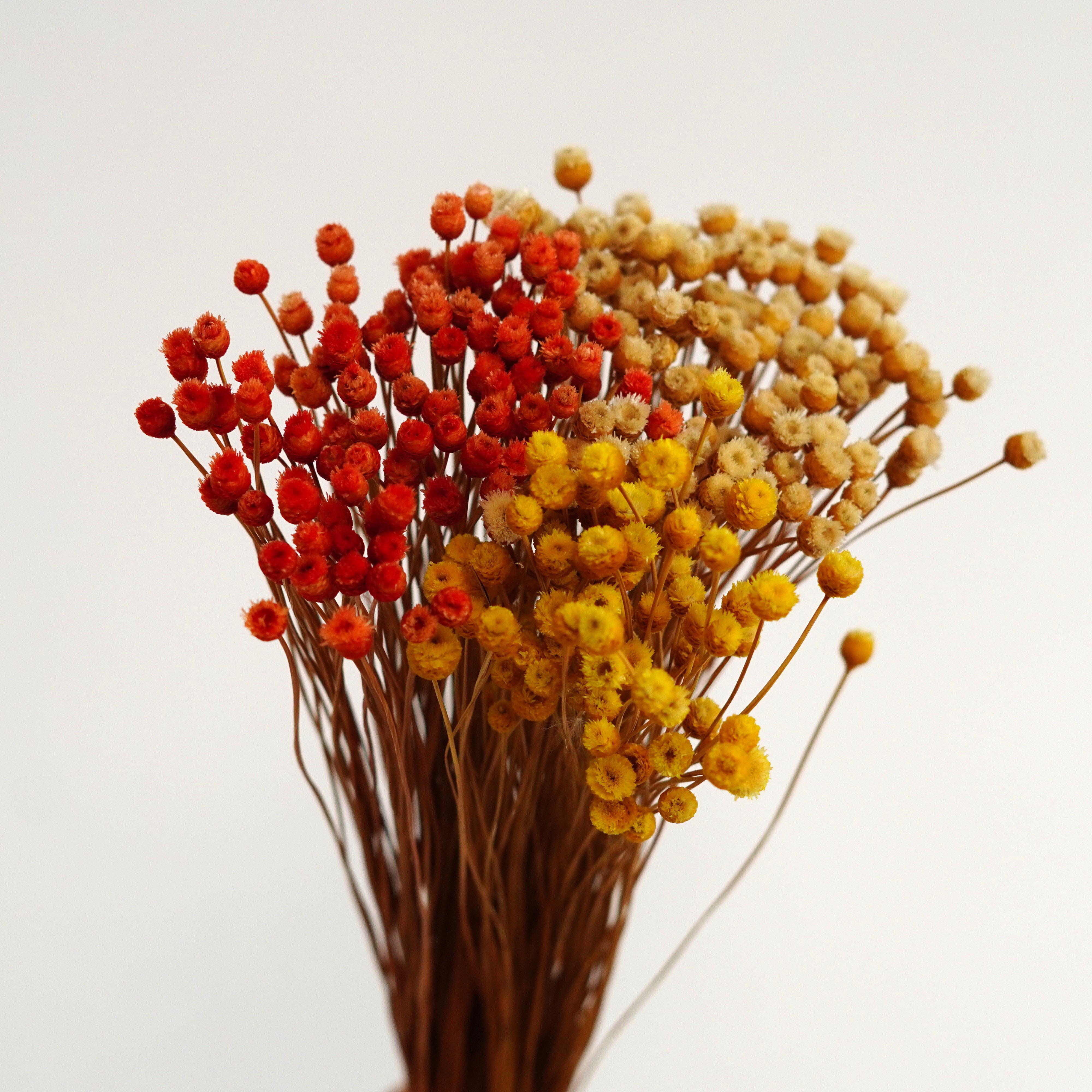 Brazilian flower branches, dried flowers, small wildflowers, flower arrangements, home decoration