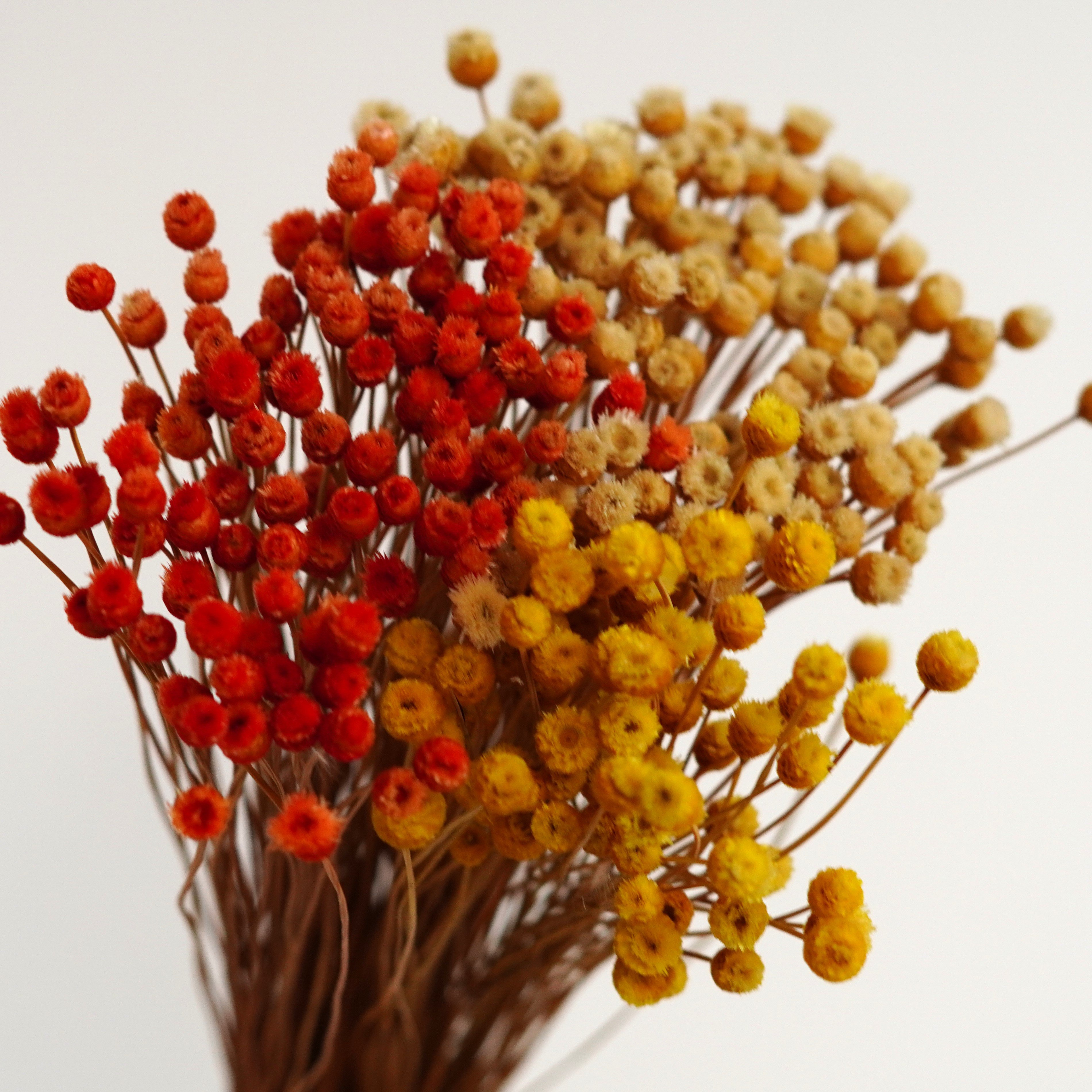 Brazilian flower branches, dried flowers, small wildflowers, flower arrangements, home decoration