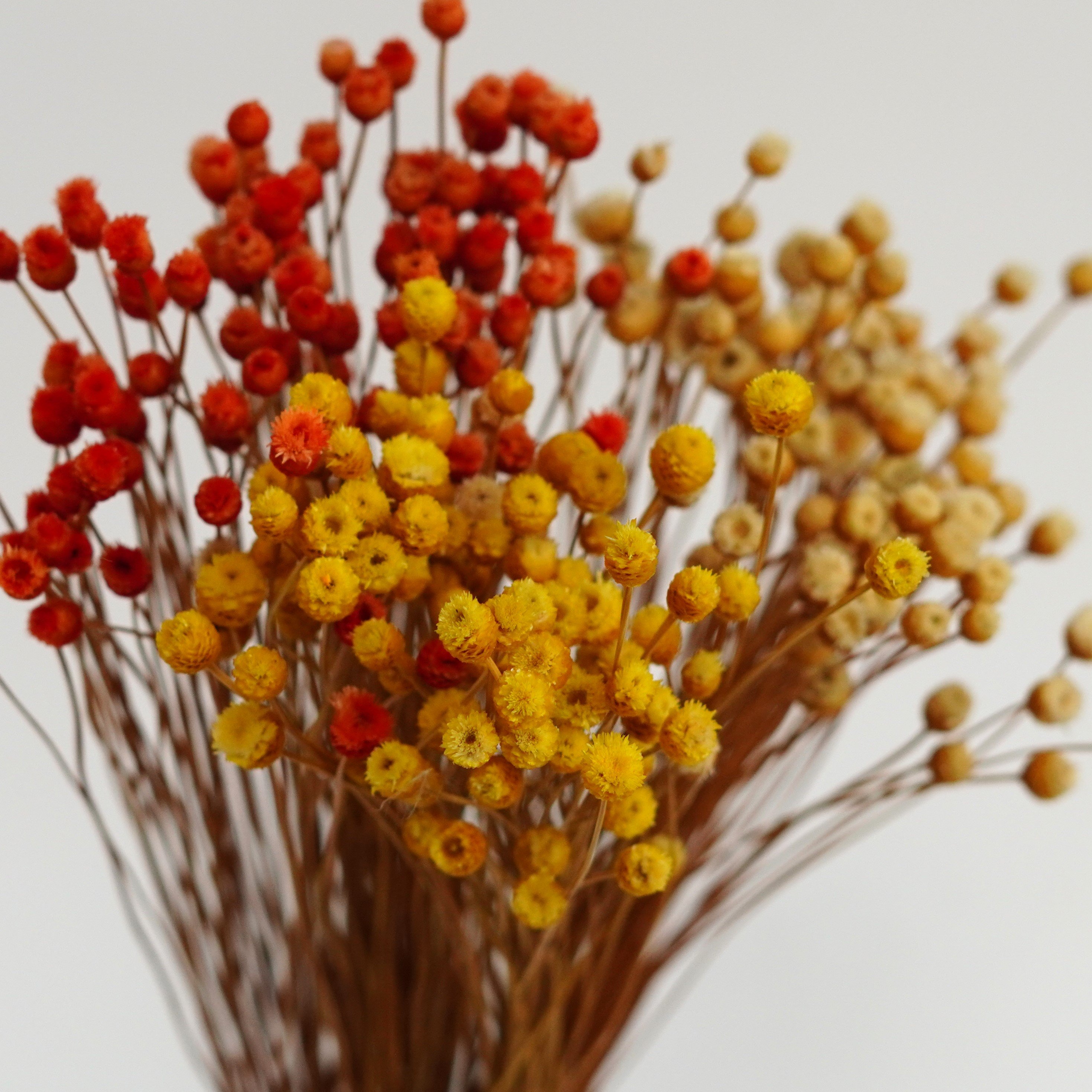 Brazilian flower branches, dried flowers, small wildflowers, flower arrangements, home decoration