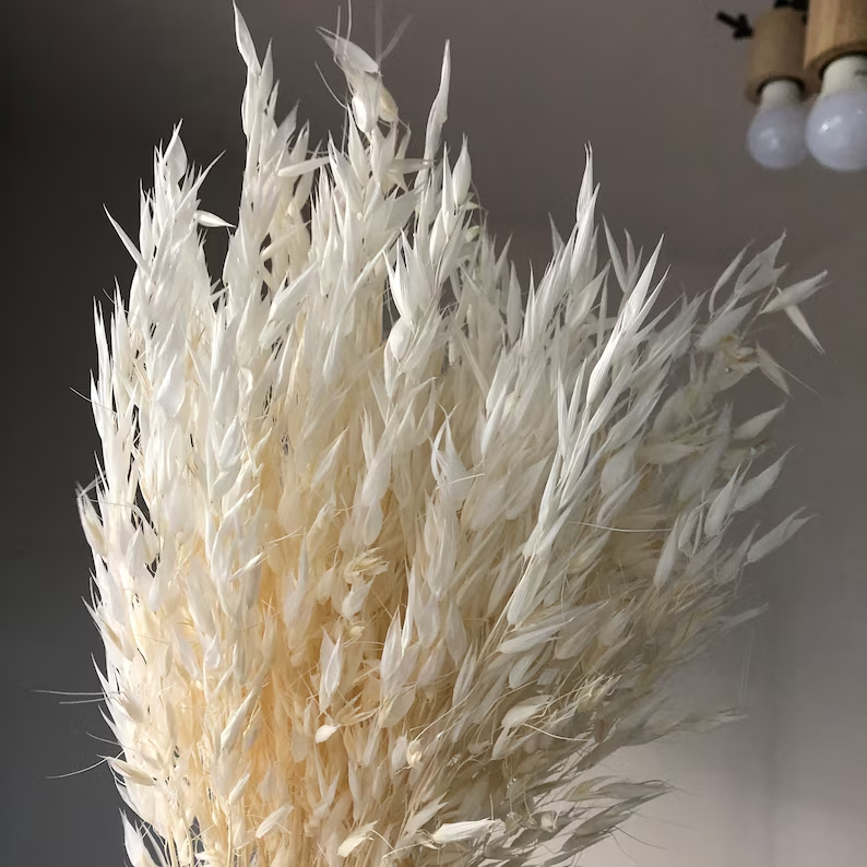 T-2 About 50 stems of dried oat/avena sativa flowers white bleached wedding decoration DIY dry flower arrangement home decor