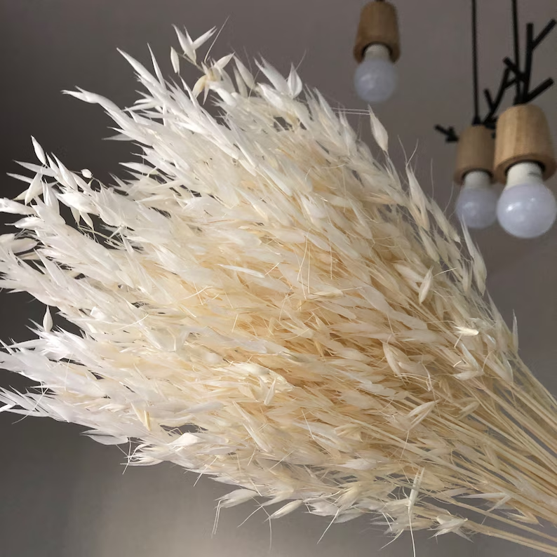 T-2 About 50 stems of dried oat/avena sativa flowers white bleached wedding decoration DIY dry flower arrangement home decor
