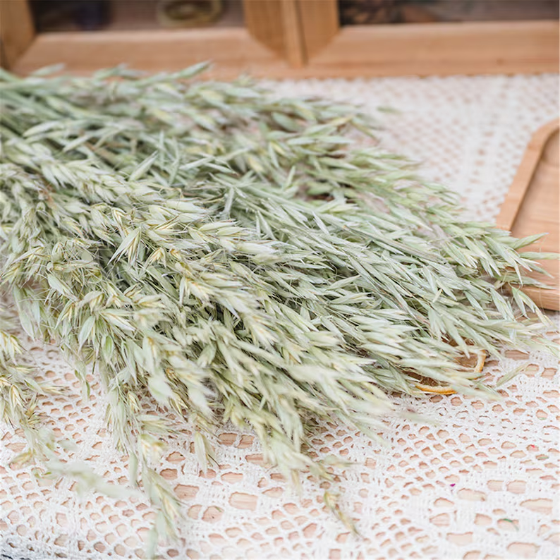 T-2 About 50 stems of dried oat/avena sativa flowers white bleached wedding decoration DIY dry flower arrangement home decor
