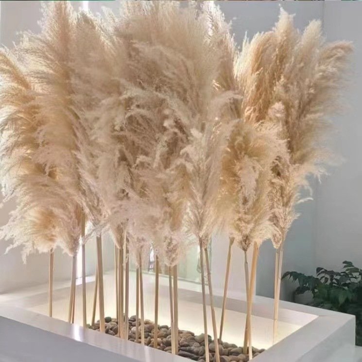 G16 Free Sample Fluffy Large Pampa Grass Popular Natural Wedding Pampas Grass Tall Decor Dry Pampas Grass