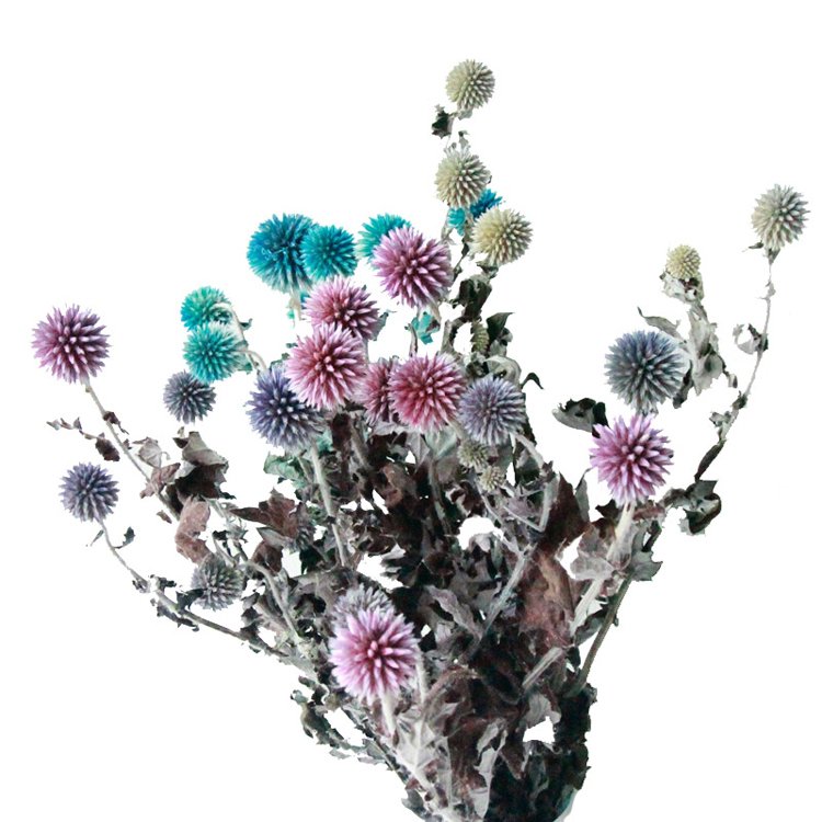 Sumflora Wholesale supplier direct Dried Flower For Home decoration preserved flower blue planet