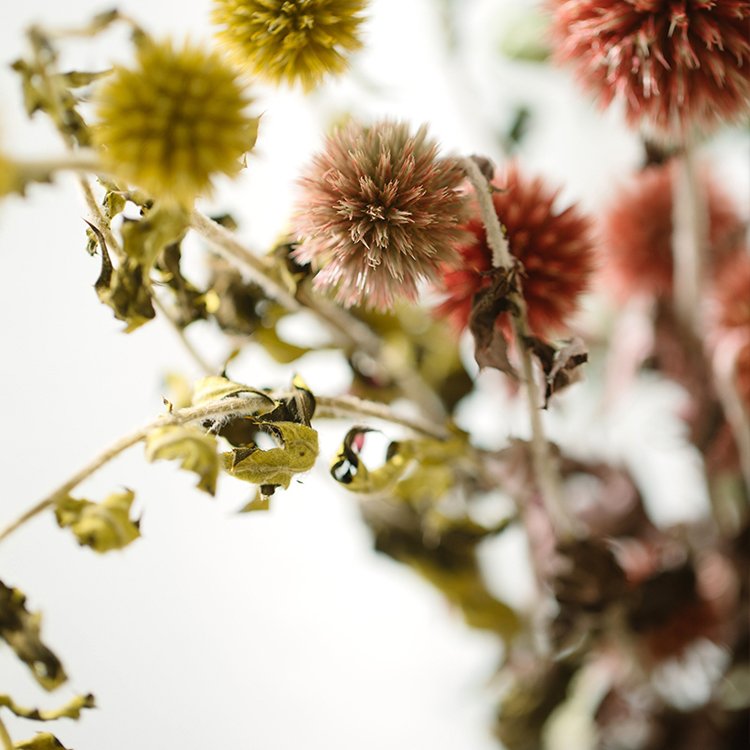 Sumflora Wholesale supplier direct Dried Flower For Home decoration preserved flower blue planet