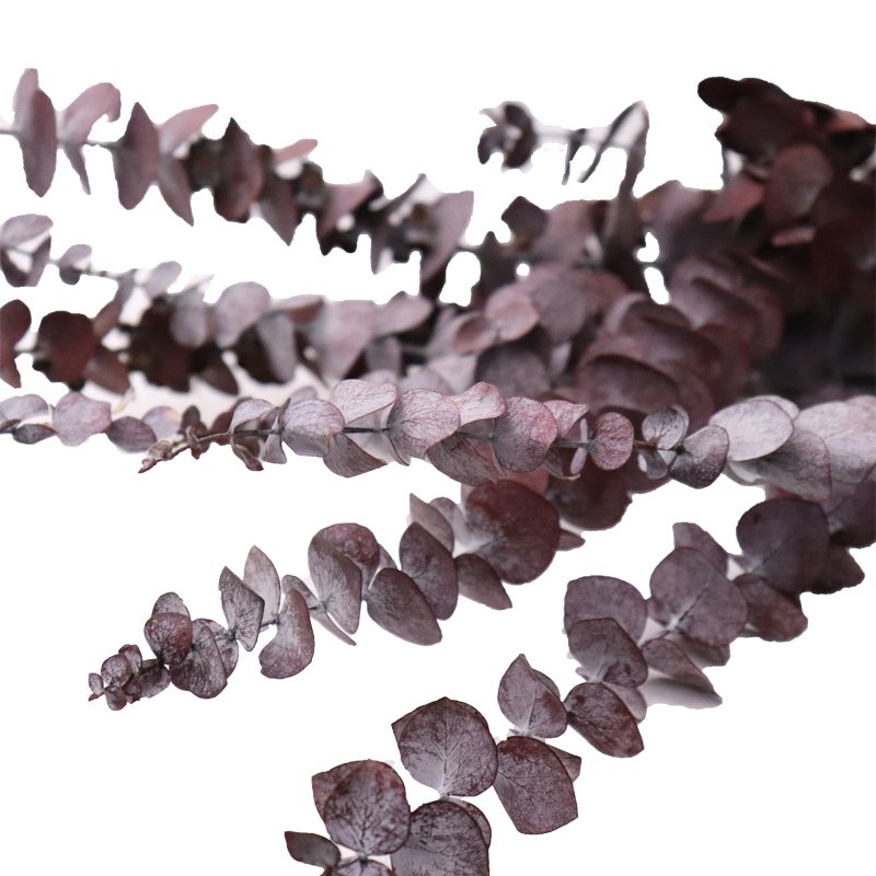 Wholesale eucalyptus stem Dried Eucalyptus Leaves For Home Decoration Bouquet Material Preserved Flowers Plants