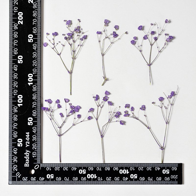 Real Dried Pressed Flower Babysbreath Flower For Resin Art Candle Making