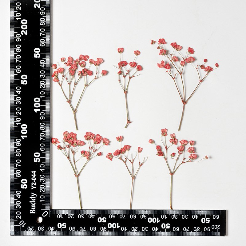 Real Dried Pressed Flower Babysbreath Flower For Resin Art Candle Making