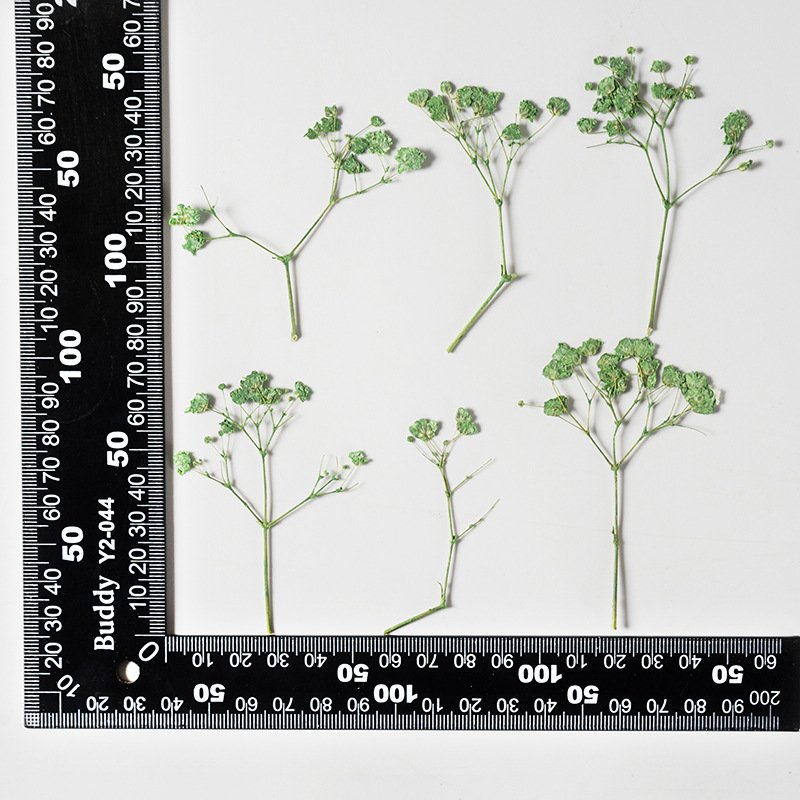 Real Dried Pressed Flower Babysbreath Flower For Resin Art Candle Making