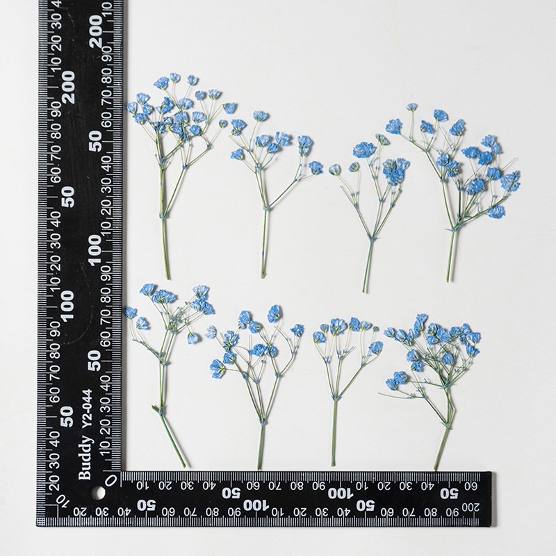 Real Dried Pressed Flower Babysbreath Flower For Resin Art Candle Making