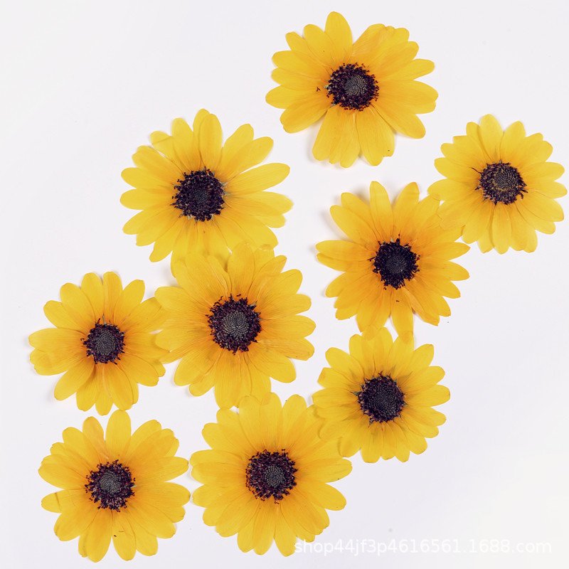 Large Sunflower Dried Flower Pressed Plant Specimen Home Bouquet Decoration