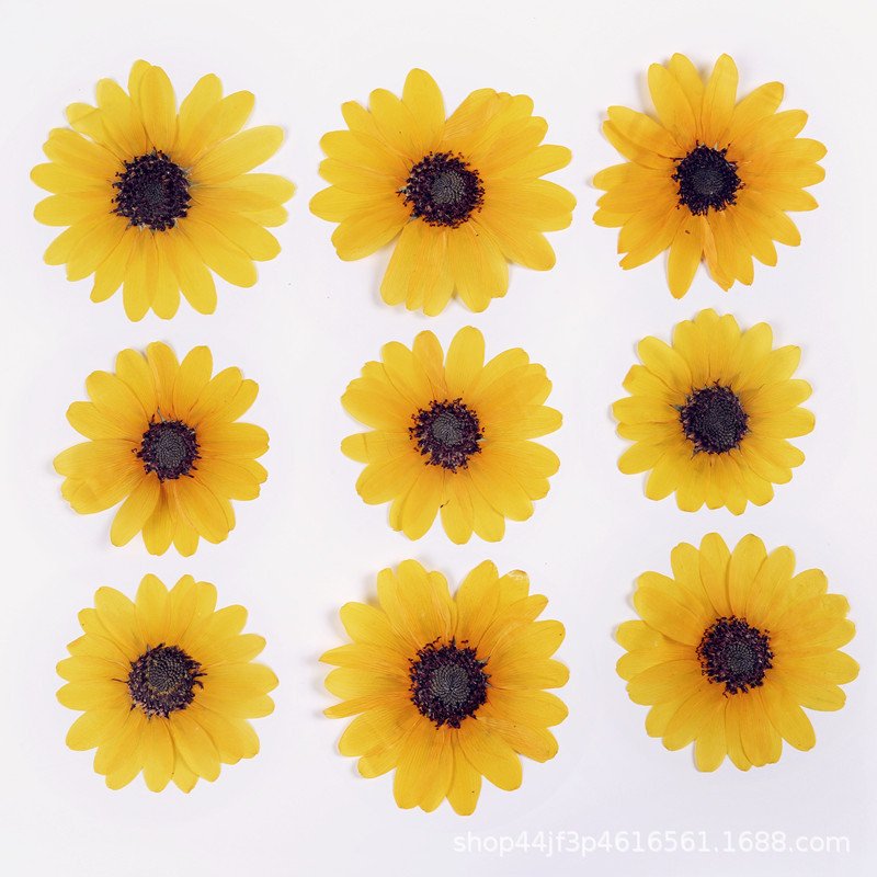 Large Sunflower Dried Flower Pressed Plant Specimen Home Bouquet Decoration
