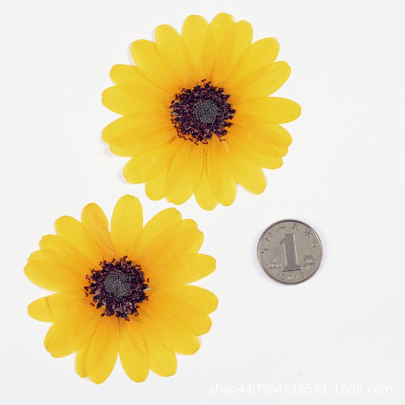 Large Sunflower Dried Flower Pressed Plant Specimen Home Bouquet Decoration