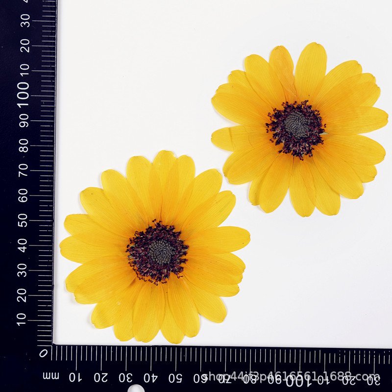 Large Sunflower Dried Flower Pressed Plant Specimen Home Bouquet Decoration
