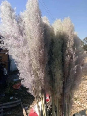 Artificial Dried Reed Flower Dried Pampas Grass For Wedding Home Decoration Flowers