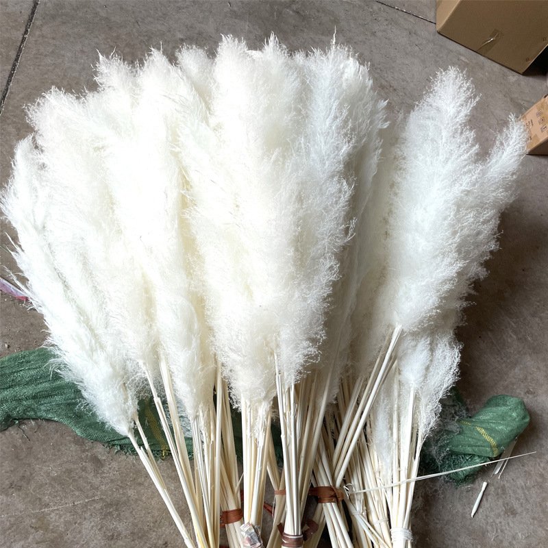 Factory Direct White Large Fluffy Dried Pampas Grass for Home Wedding Halloween and Graduation Decorative Flowers Gift