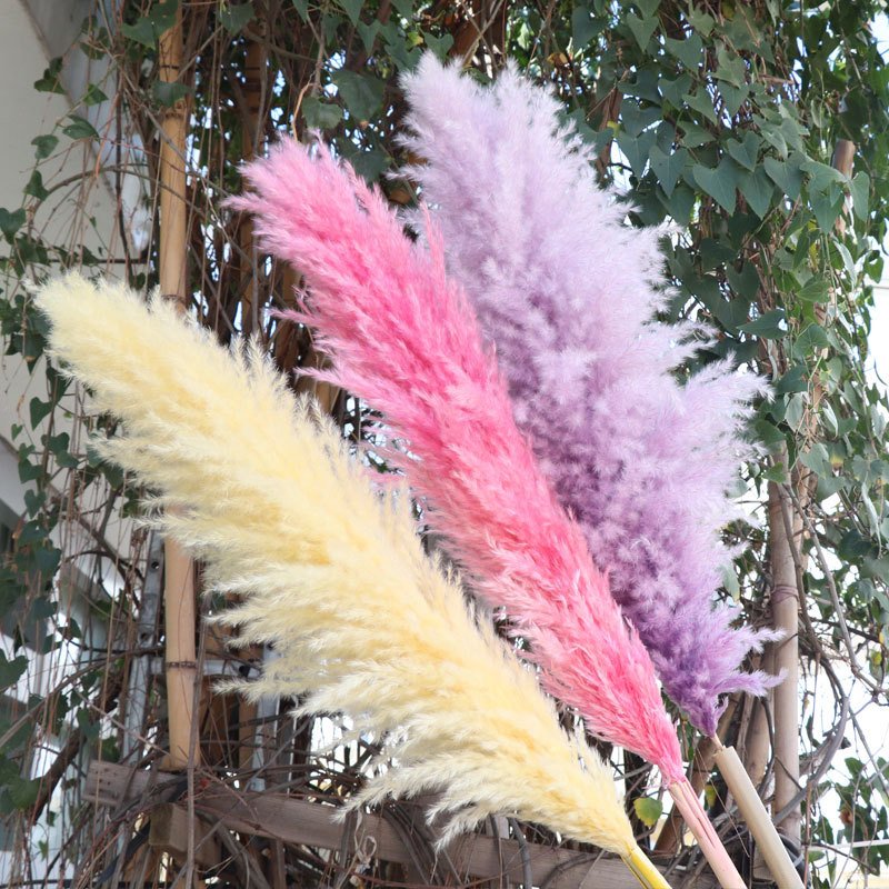 Factory Direct White Large Fluffy Dried Pampas Grass for Home Wedding Halloween and Graduation Decorative Flowers Gift