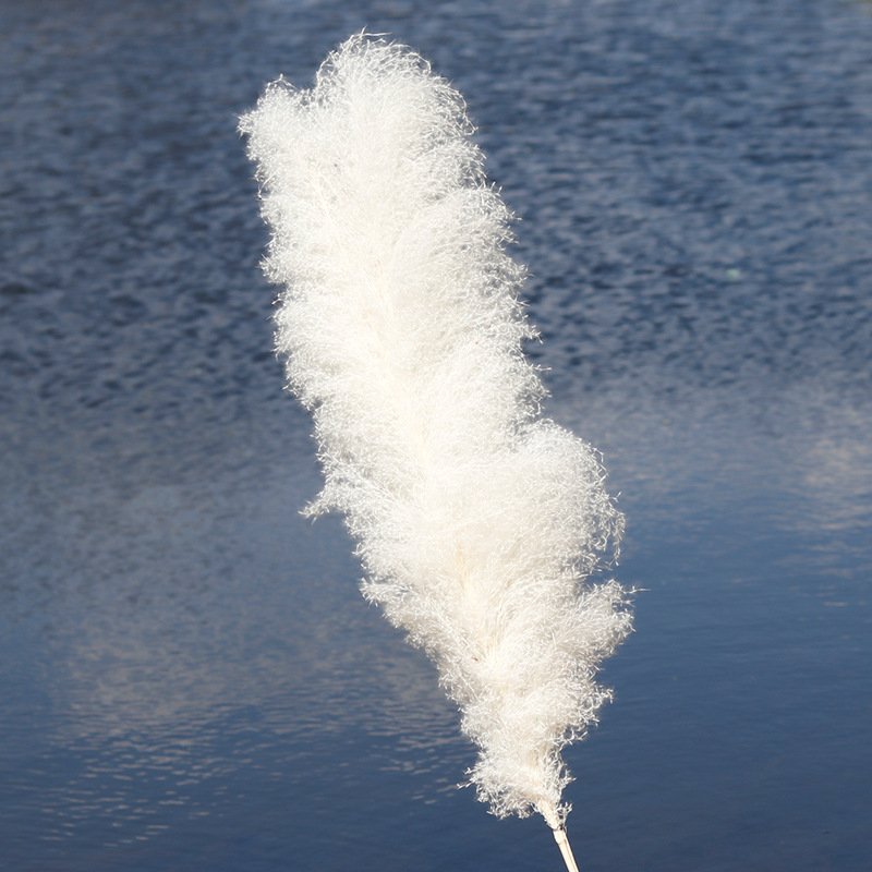 Factory Direct White Large Fluffy Dried Pampas Grass for Home Wedding Halloween and Graduation Decorative Flowers Gift
