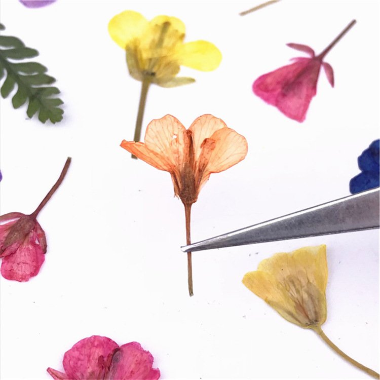Rape Flower Brassica Campestris Rape Blossom Rapeseed Flower Dried Flower Plant Specimen