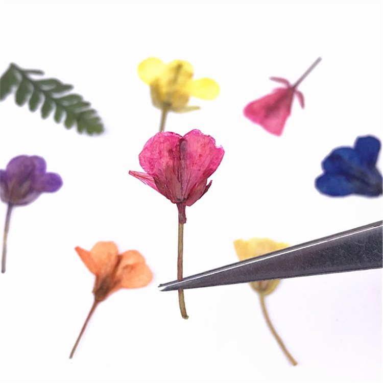 Rape Flower Brassica Campestris Rape Blossom Rapeseed Flower Dried Flower Plant Specimen
