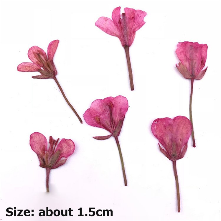 Rape Flower Brassica Campestris Rape Blossom Rapeseed Flower Dried Flower Plant Specimen