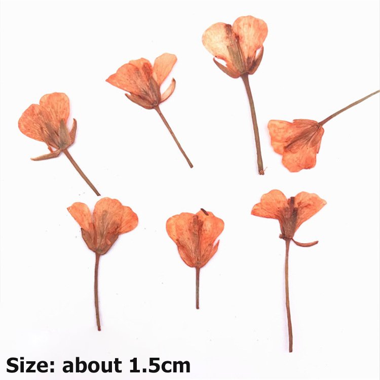 Rape Flower Brassica Campestris Rape Blossom Rapeseed Flower Dried Flower Plant Specimen