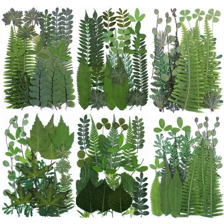 Pressed Flower And Leaves Real Dry Leaves In a Bag Handmade Bulk Mixed Real Natural Pressed Leaves Flower DIY Makeup