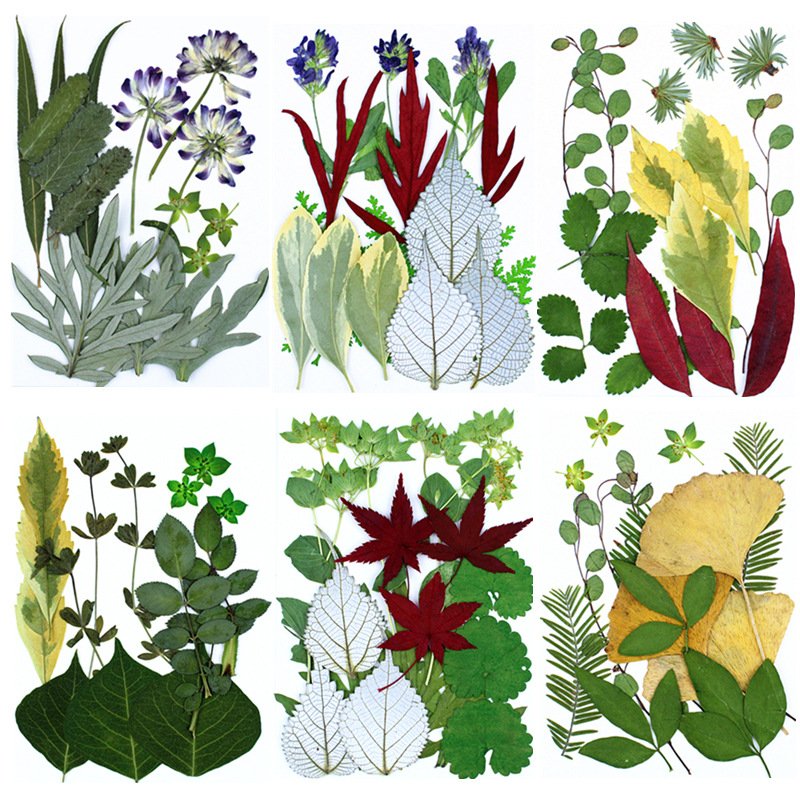 Pressed Flower And Leaves Real Dry Leaves In a Bag Handmade Bulk Mixed Real Natural Pressed Leaves Flower DIY Makeup