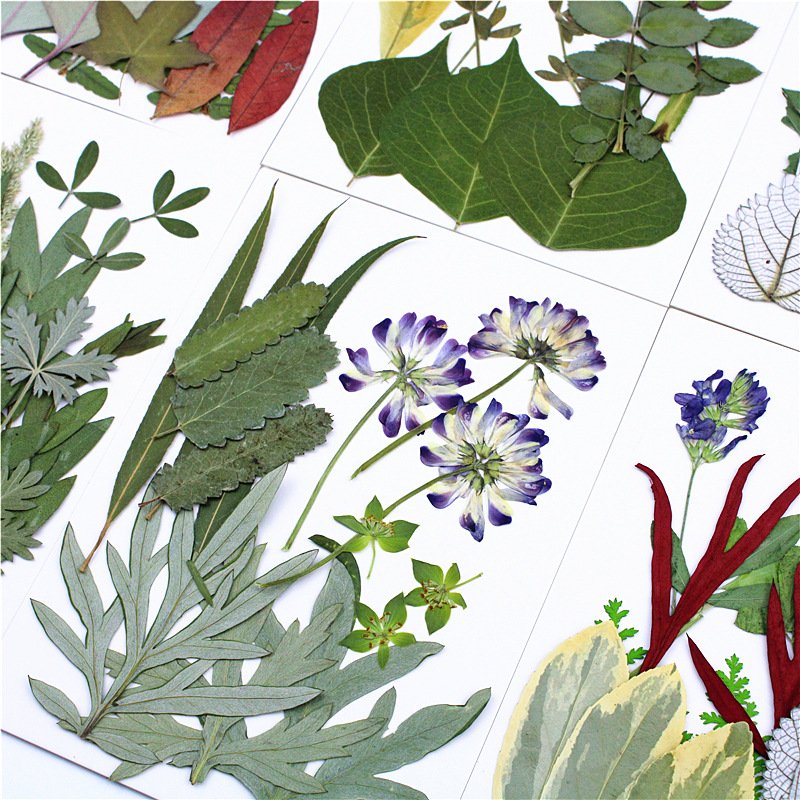 Pressed Flower And Leaves Real Dry Leaves In a Bag Handmade Bulk Mixed Real Natural Pressed Leaves Flower DIY Makeup