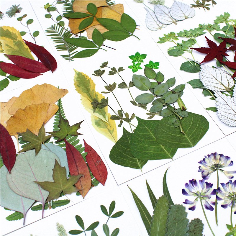 Pressed Flower And Leaves Real Dry Leaves In a Bag Handmade Bulk Mixed Real Natural Pressed Leaves Flower DIY Makeup