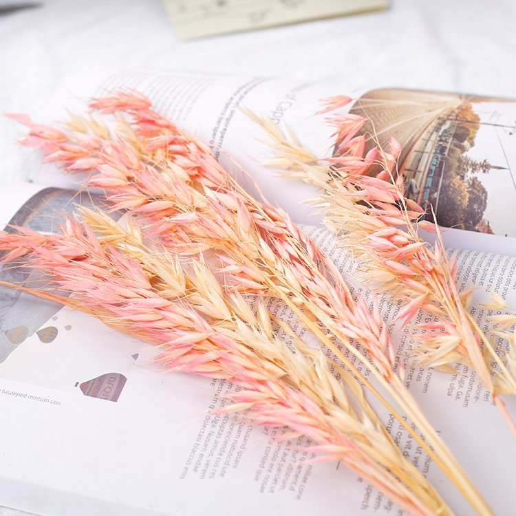 Sumflora 100 Days Party Novelty Forever Long Lasting Eternal flower Preserved flower Glass Dome Gifts dry flowers wheat